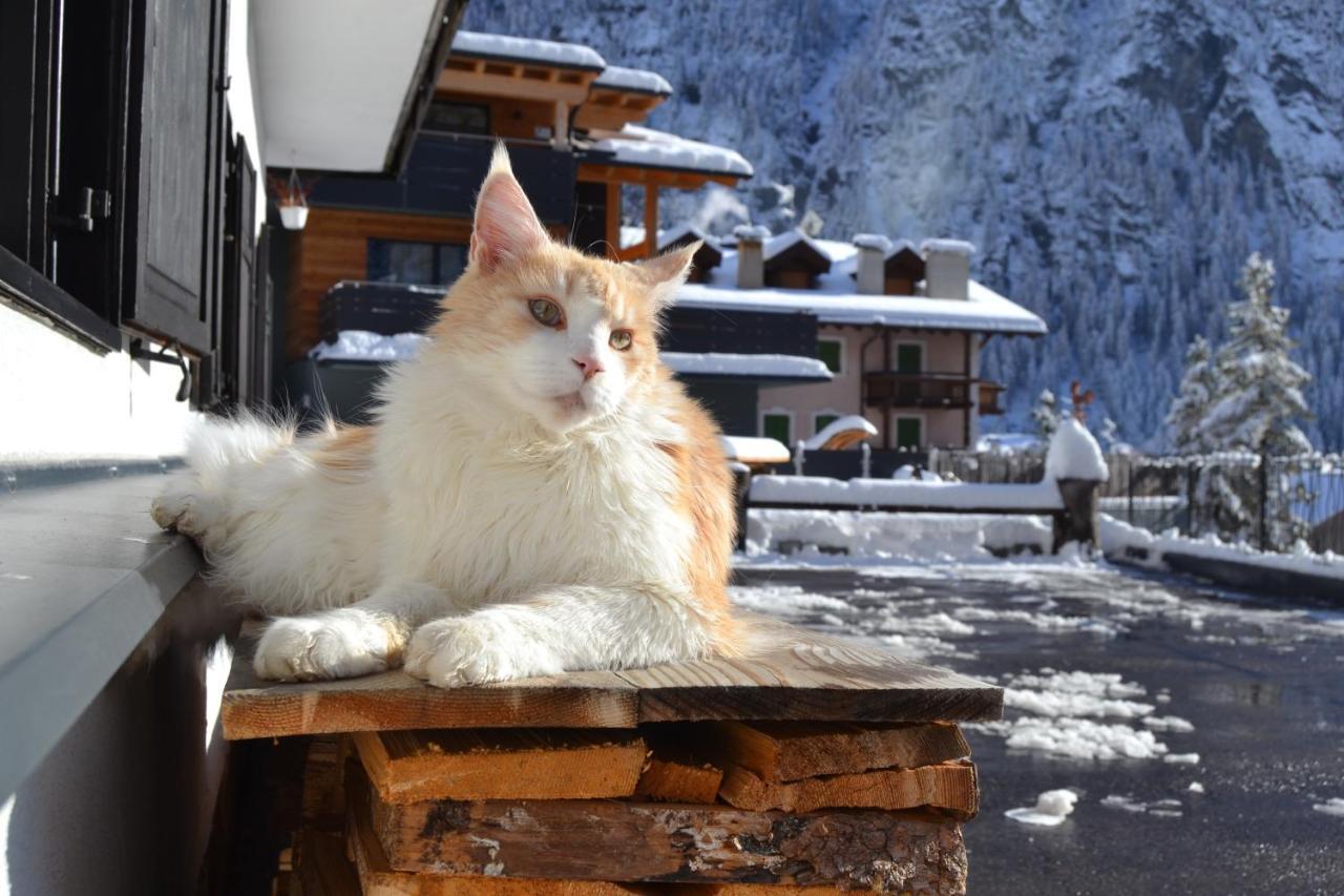 Apartamento Cesa Prinoth Campitello di Fassa Exterior foto